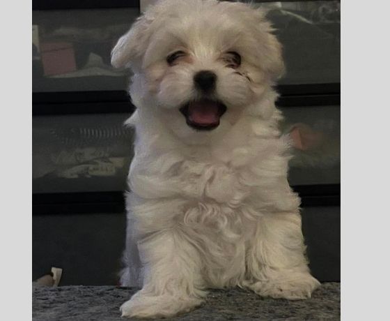 Maltese